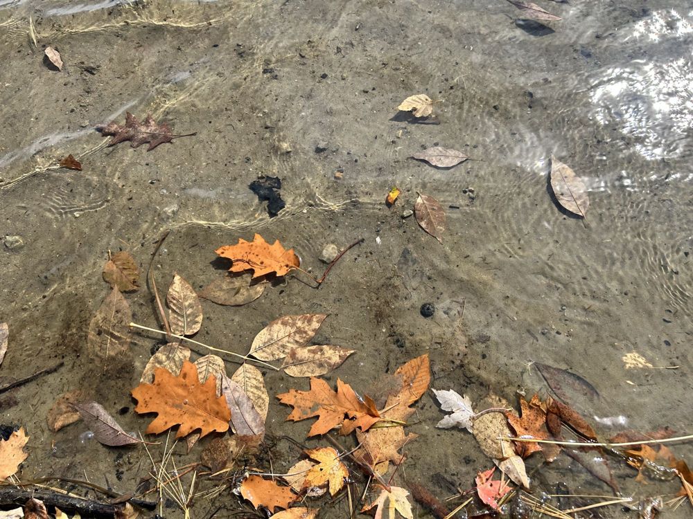 Orange oak and maple leaves resting in clear, shallow water