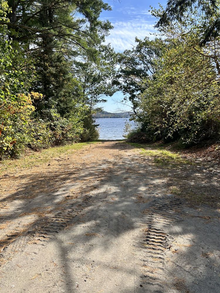 A sandy path through tall pines toward the water